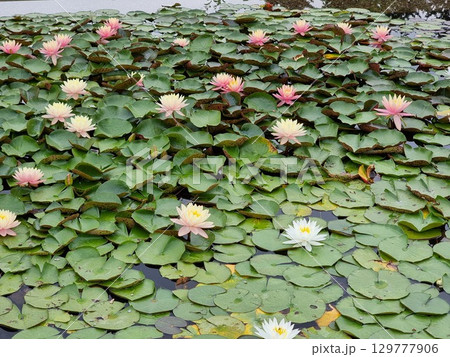 Beautiful botanical shot, natural wallpaper. Nymphaea in summer. 129777906