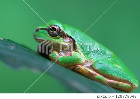 香箱座りをするニホンアマガエルのアップ 129778048