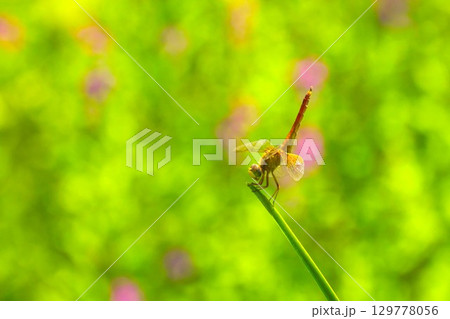 尾をはね上げてとまる夏のトンボ 129778056