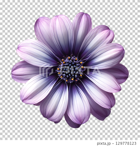 Purple Osteospermum Flower CloseUp Macro Photography of a Lilac Daisy On Transparent Background 129778123
