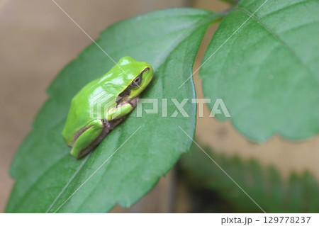 葉っぱの上のアマガエル 129778237