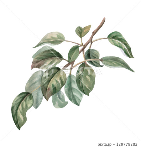 Pear tree branch. Isolated watercolor illustration for design of juice, puree, baby food, jam, compote packaging, printing on posters and clothes. 129778282