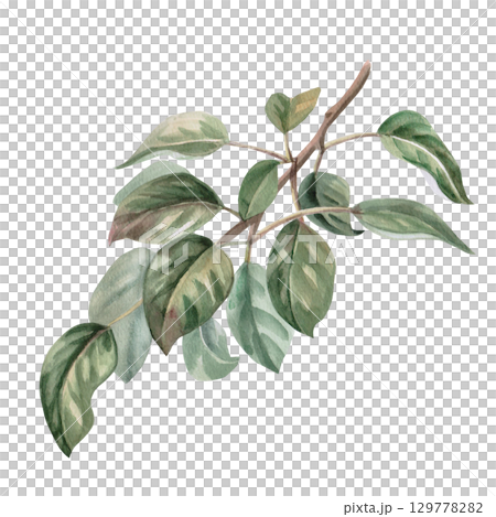 Pear tree branch. Isolated watercolor illustration for design of juice, puree, baby food, jam, compote packaging, printing on posters and clothes. 129778282