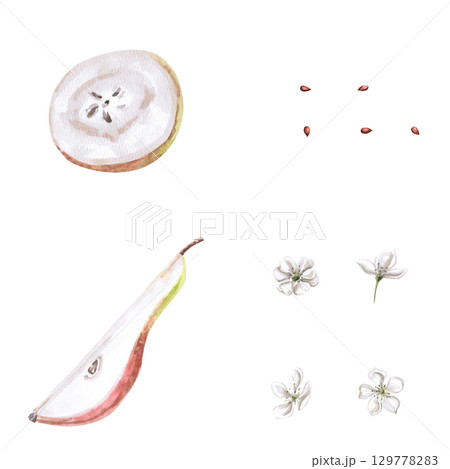 Part of a pear, a round piece, seeds and flowers. Isolated watercolor illustration of a set for designing packages of juices, purees, baby food, jam, compotes, printing on posters and clothes. 129778283