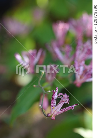 ホトトギス 129778290