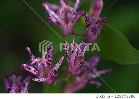 ホトトギス ホトトギス 129778296