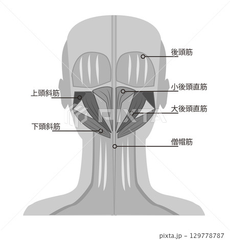 後頭部筋肉 129778787