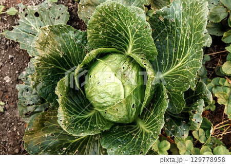 close-up of a cabbage leaf with holes, a powerful symbol of a garden pest infestation. garden cabbage parasite damage 129778958