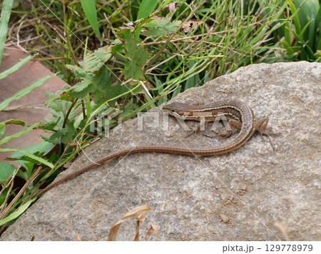 ニホンカナヘビ ニホンカナヘビ 129778979
