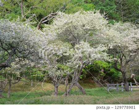 ズミの花咲く光徳沼付近 ズミの花咲く光徳沼付近 129778981