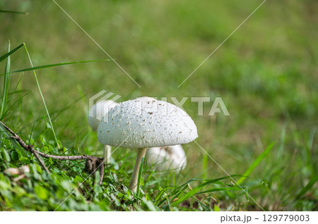 オオシロカラカサタケ 129779003