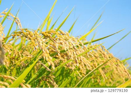 たわわに実った稲穂 129779130