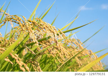 たわわに実った稲穂 129779131