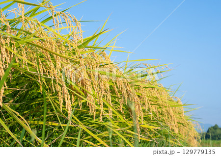 たわわに実った稲穂 たわわに実った稲穂 129779135