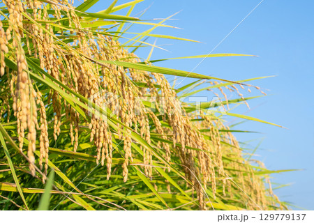 たわわに実った稲穂 たわわに実った稲穂 129779137
