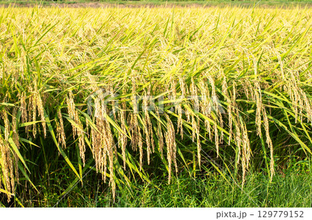 たわわに実った稲穂 129779152