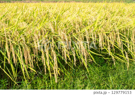 たわわに実った稲穂 たわわに実った稲穂 129779153