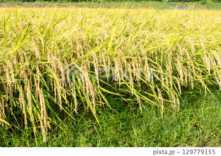 たわわに実った稲穂 129779155