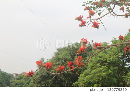 flowers in the garden 129779250