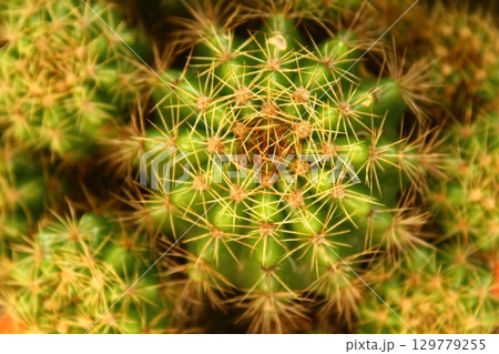 flowers in the garden 129779255