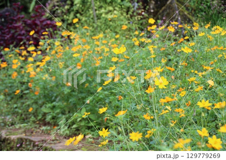flowers in the garden 129779269