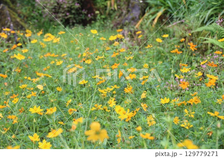 flowers in the garden 129779271