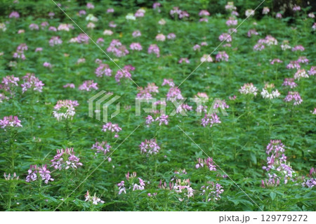 flowers in the garden 129779272