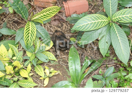 flowers in the garden flowers in the garden 129779287