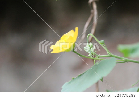 flowers in the garden flowers in the garden 129779288