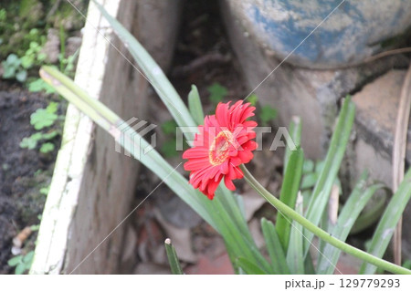 flowers in the garden flowers in the garden 129779293