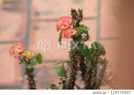 flowers in the garden flowers in the garden 129779301