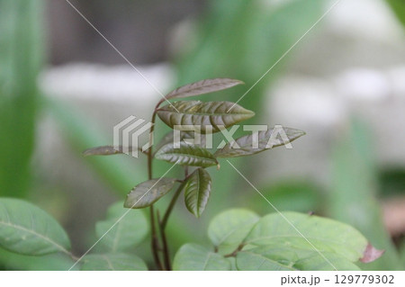 flowers in the garden 129779302