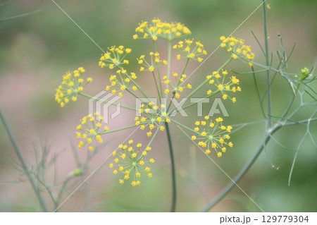 flowers in the garden 129779304