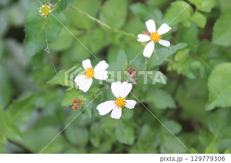flowers in the garden flowers in the garden 129779306