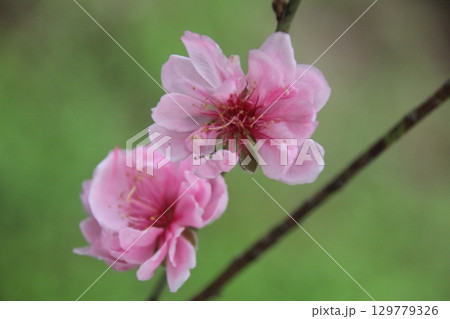 flowers in the garden flowers in the garden 129779326