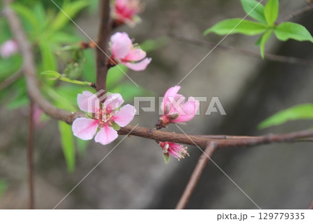 flowers in the garden 129779335