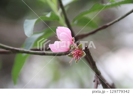 flowers in the garden 129779342