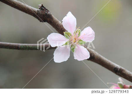 flowers in the garden 129779343