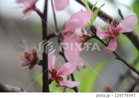 flowers in the garden flowers in the garden 129779347