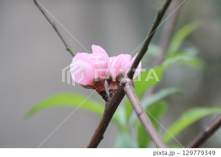 flowers in the garden 129779349