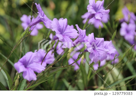 flowers in the garden 129779383