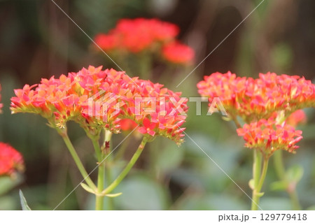 flowers in the garden 129779418
