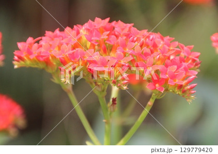 flowers in the garden 129779420
