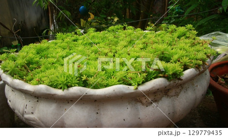 flowers in the garden flowers in the garden 129779435