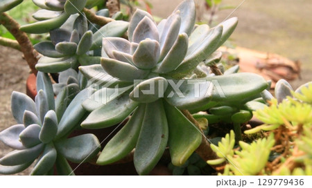 flowers in the garden 129779436