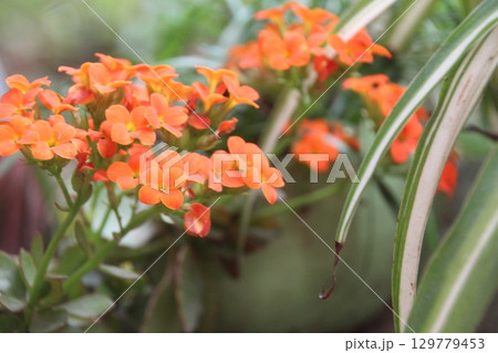 flowers in the garden flowers in the garden 129779453