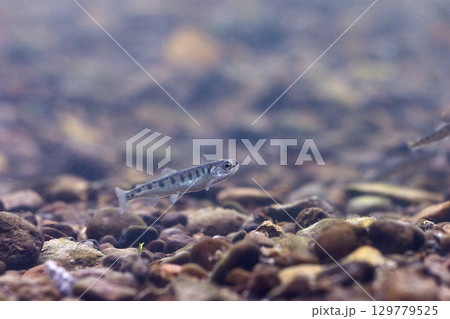 サケの稚魚(千歳サケのふるさと館) サケの稚魚(千歳サケのふるさと館) 129779525