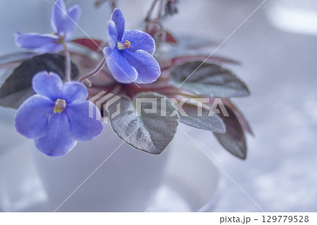 セントポーリア セントポーリア 129779528