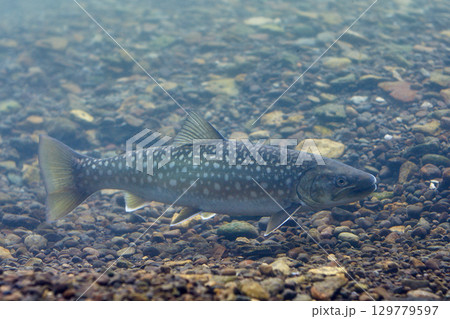 アメマス(千歳サケのふるさと館、現在は　サケのふるさと　千歳水族館) 129779597