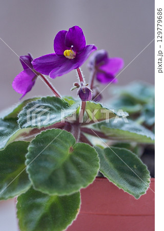 セントポーリア 129779686